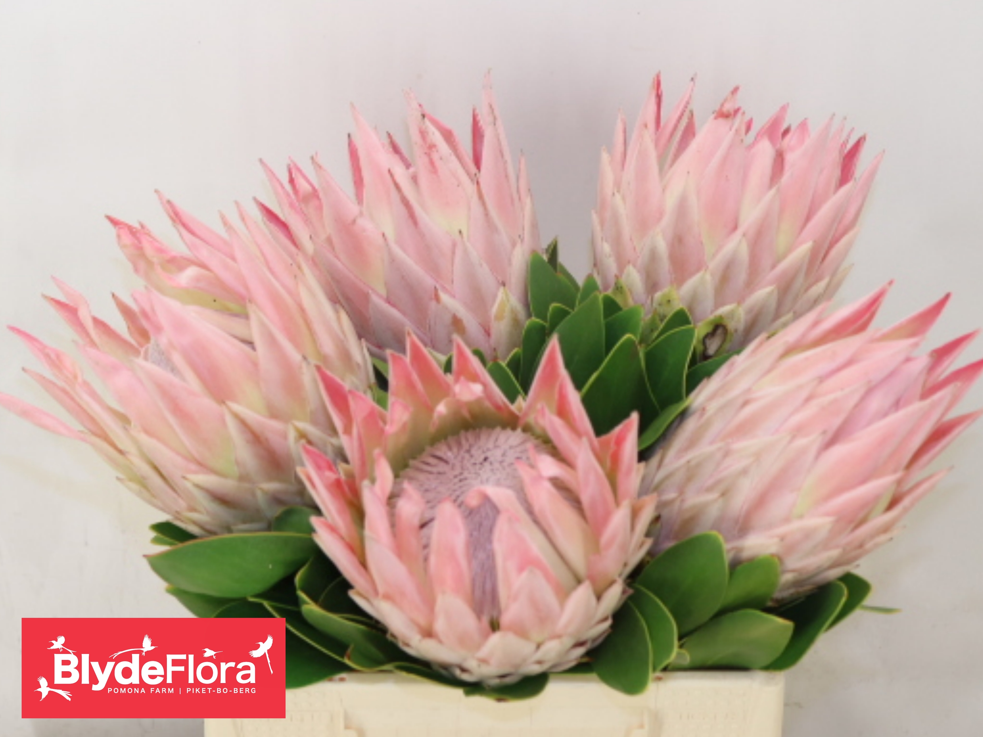 Protea Cy Lizzie 40cm