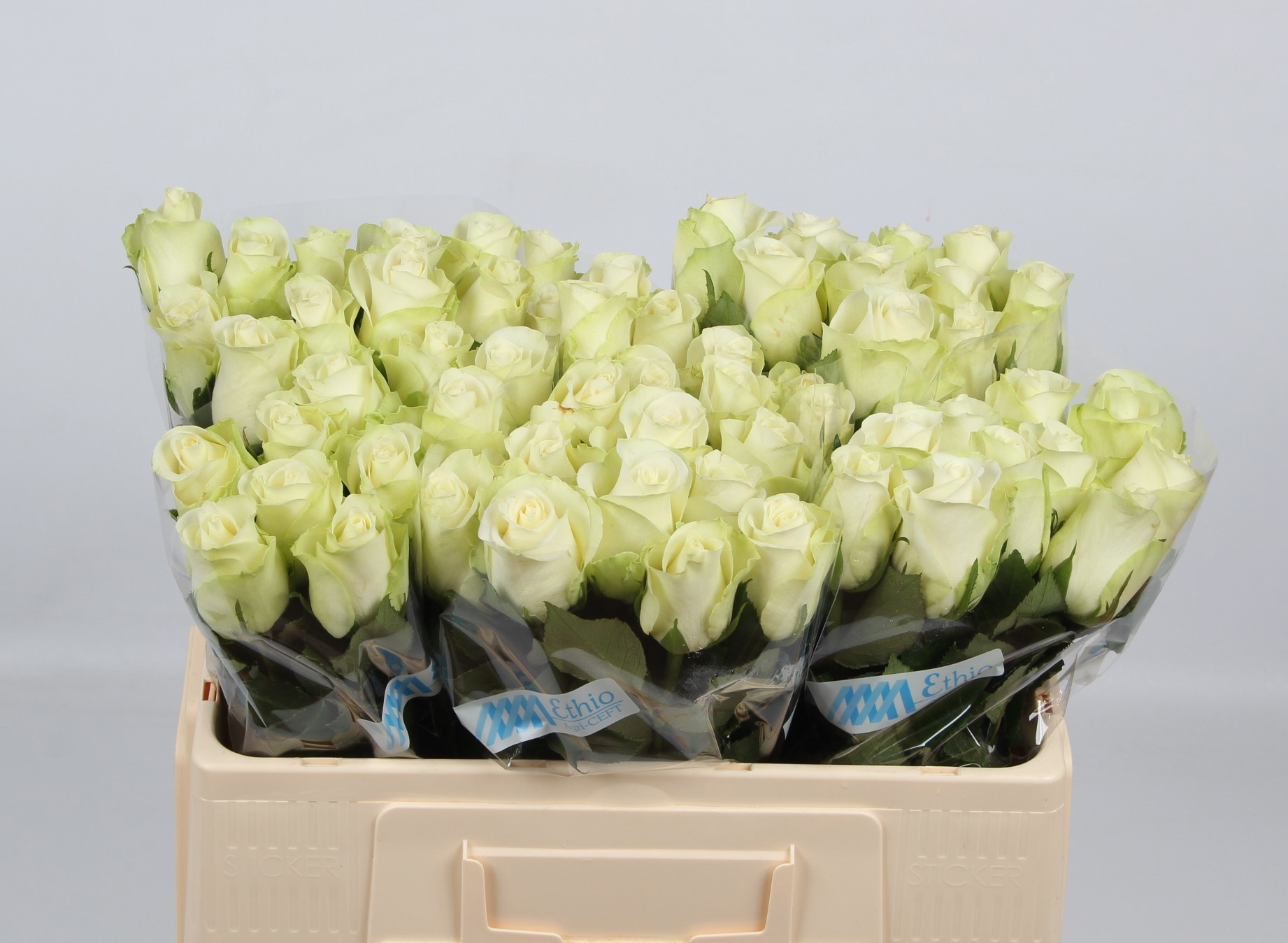 Rosa Snowstorm 50cm