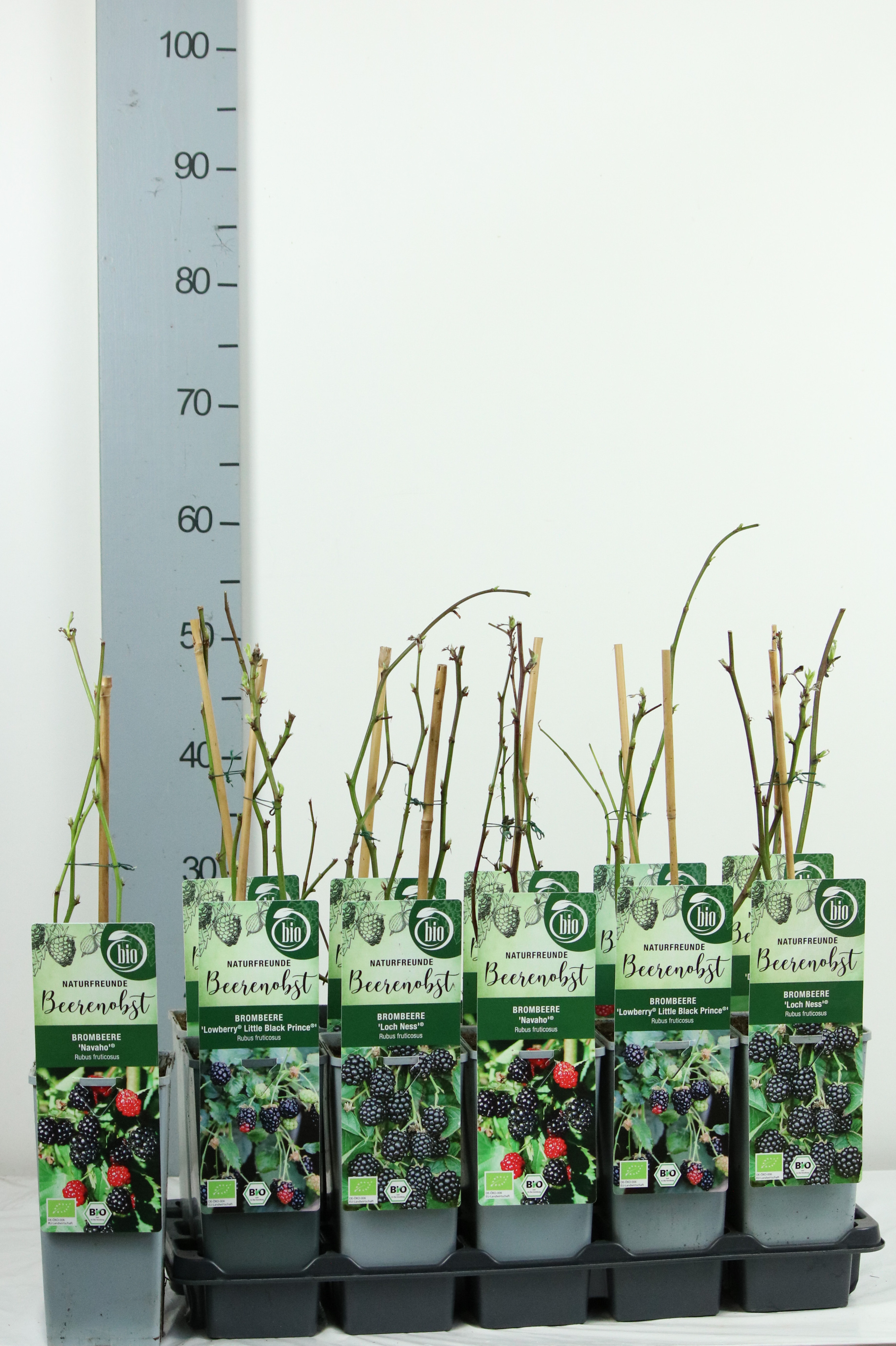 Rubus BIO Rubus fruticosus in licence varieties DE-ÖKO-006
