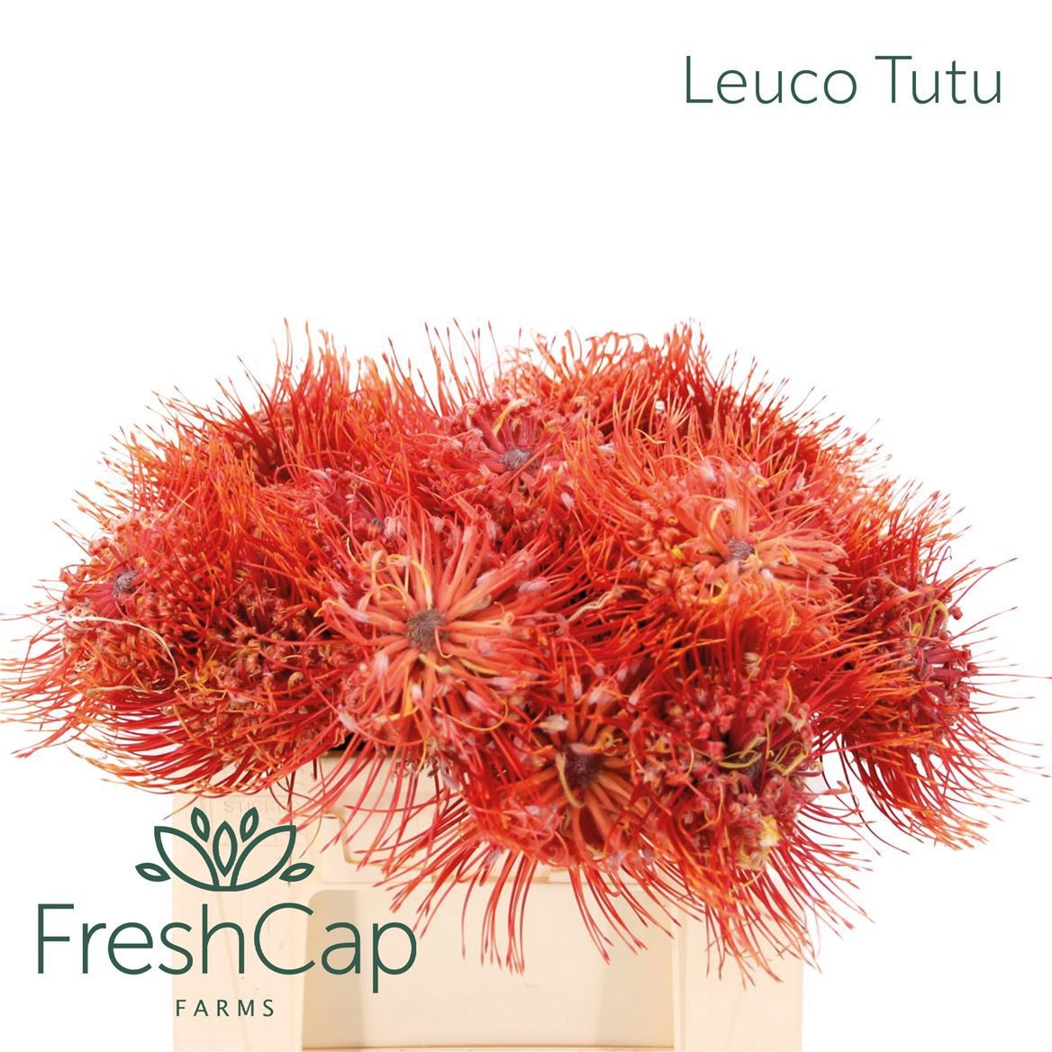 Leucospernum Nut Ito 35cm