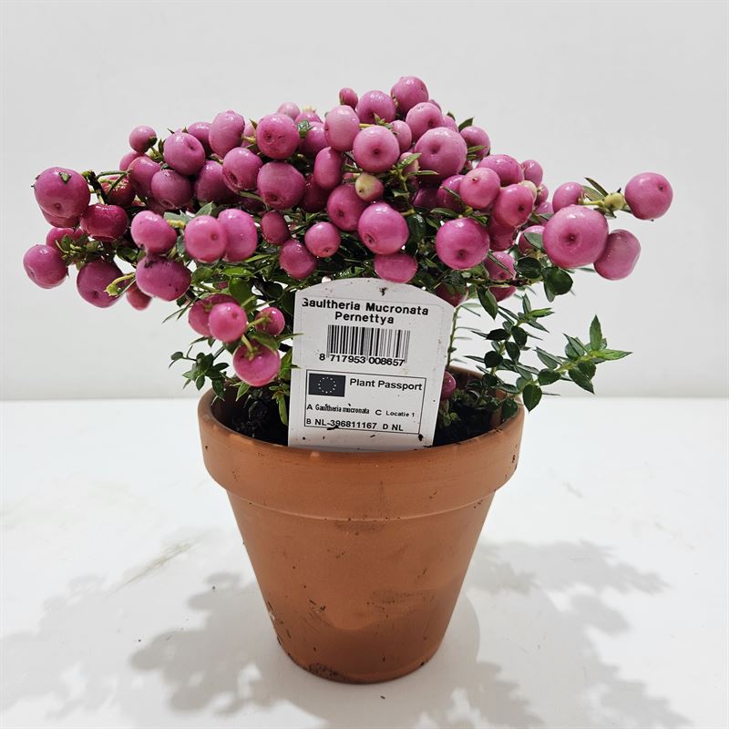 Picture of Gaultheria mucronata in varieties P10.5 gift-pack