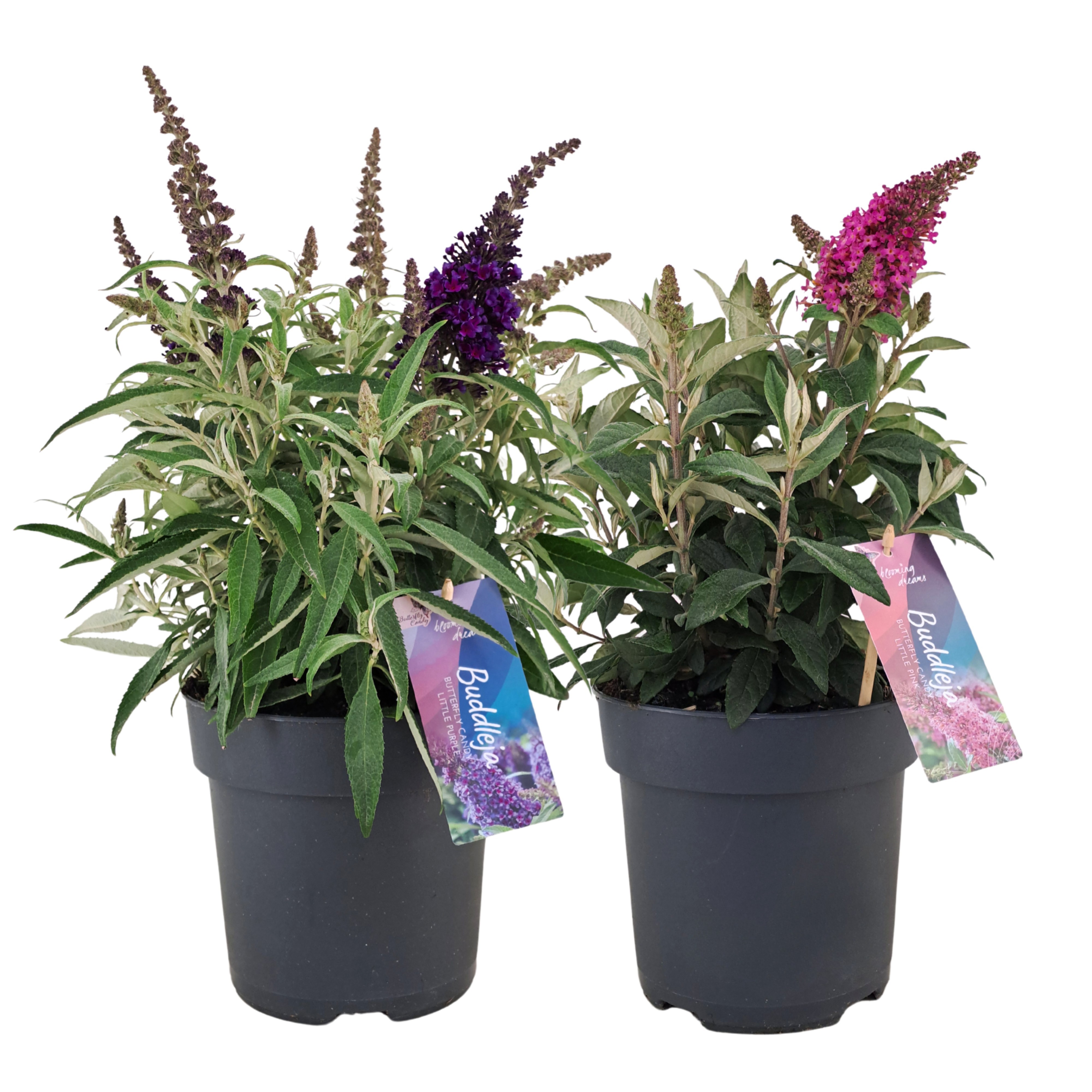 Buddleja Candy gemengd 2 kleuren (PT)