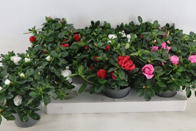 Rhodo Si Vogel Gem 13P 30H 30Ø Cm 23bloei