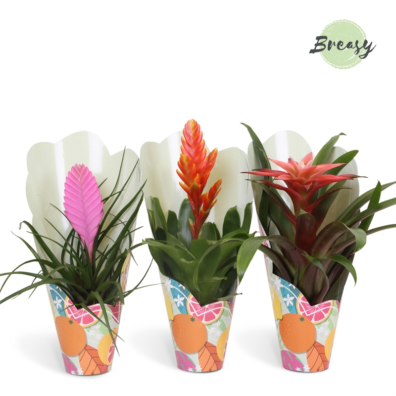 Picture of Bromelia Cupcake Gift P10 35CM