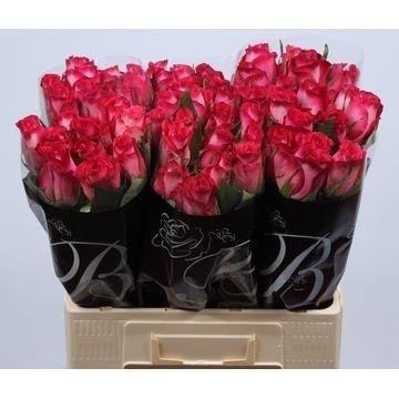 Rosa Nicoletta 60cm