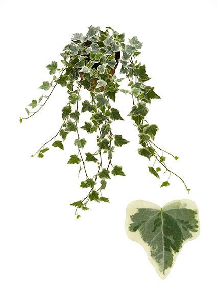Hedera helix 'White Wonder' | Hamiplant