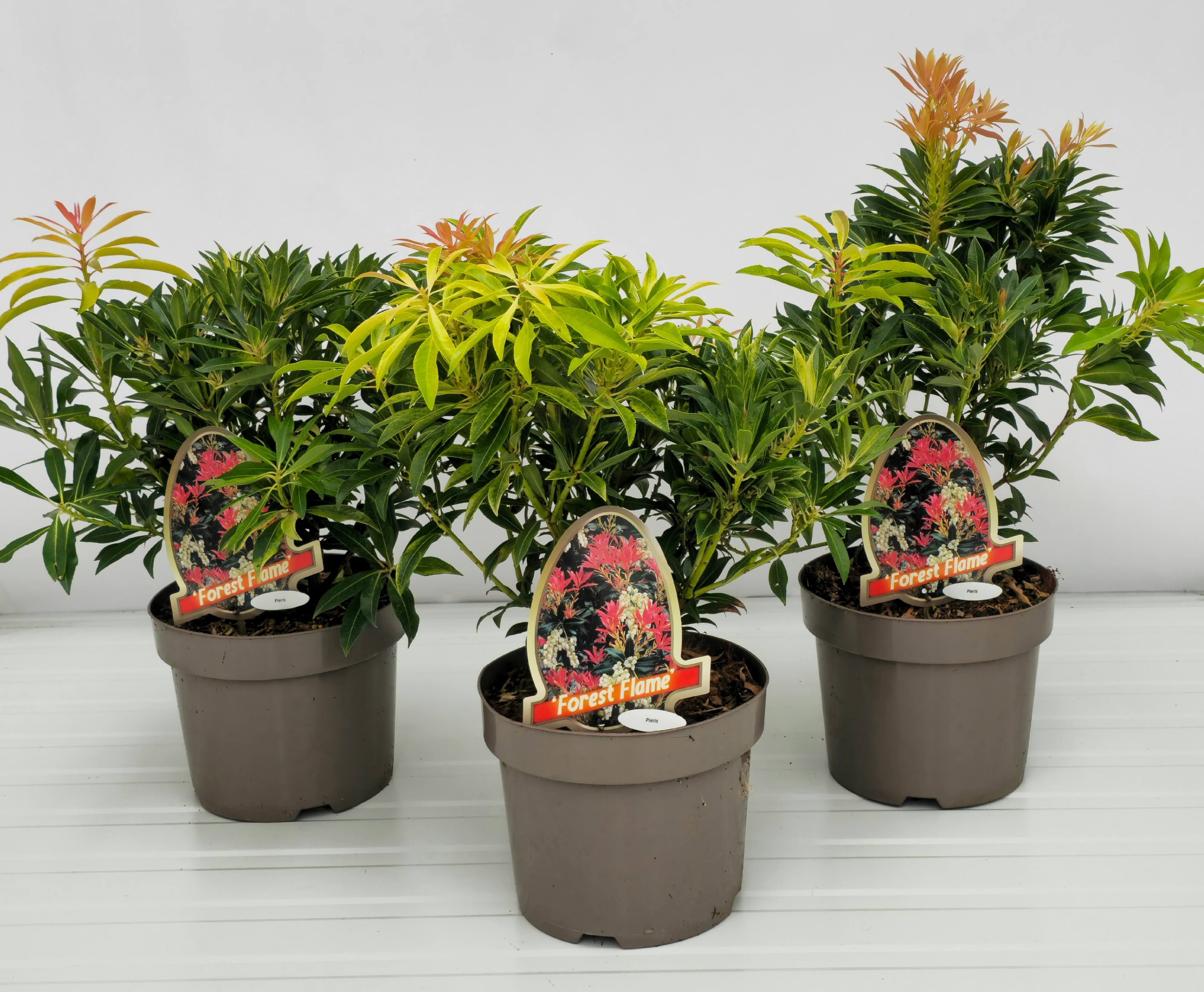 Picture of Pieris 'Forest Flame'