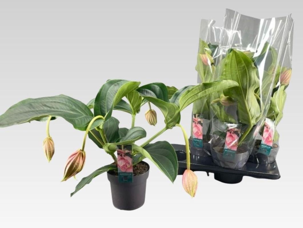 Medin Magnifica 17Ø 55cm