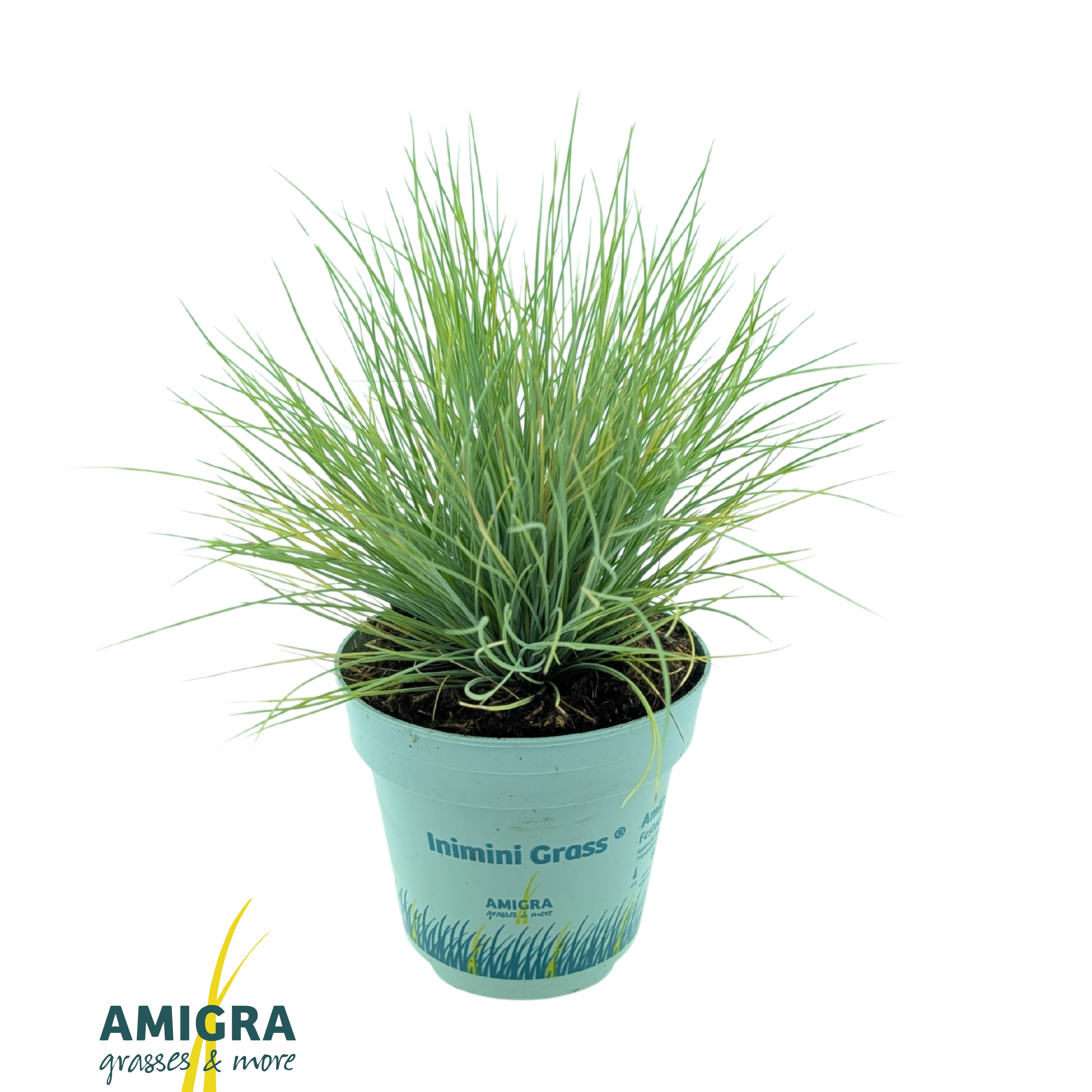 Picture of Festuca glauca AmiGold®