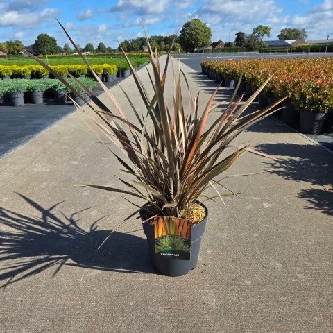 Phormium 'Flamingo'