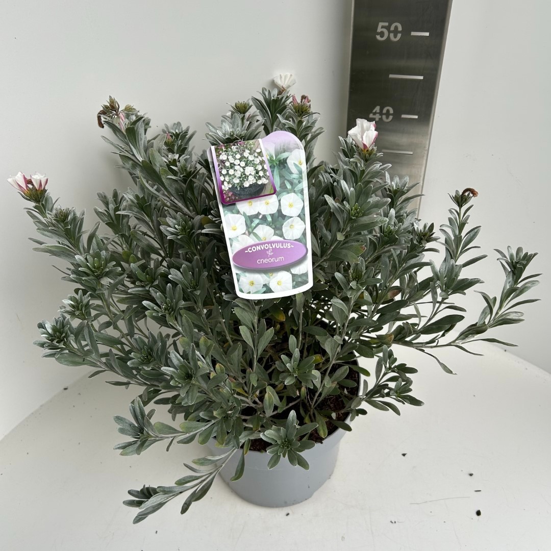 Picture of Convolvulus cneorum P23 (5 Ltr) (LOOSE)