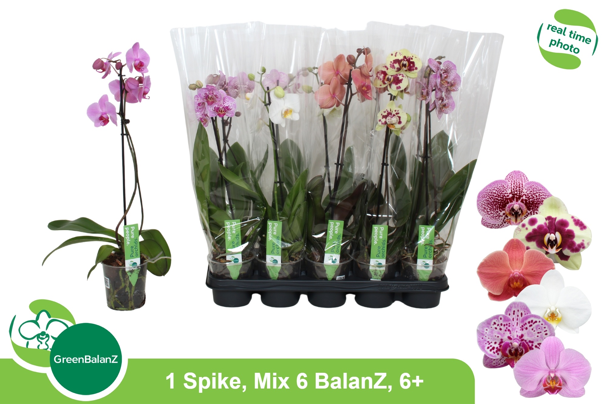 Phal Gem 6 Kl 12P 55H 1TAK 6bloem 34bloei