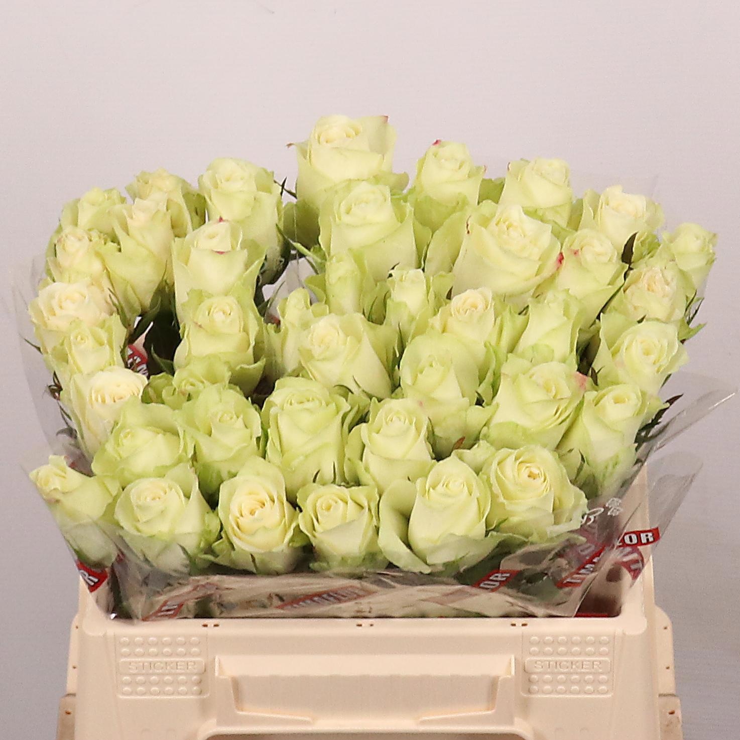 Rosa Athena 35cm