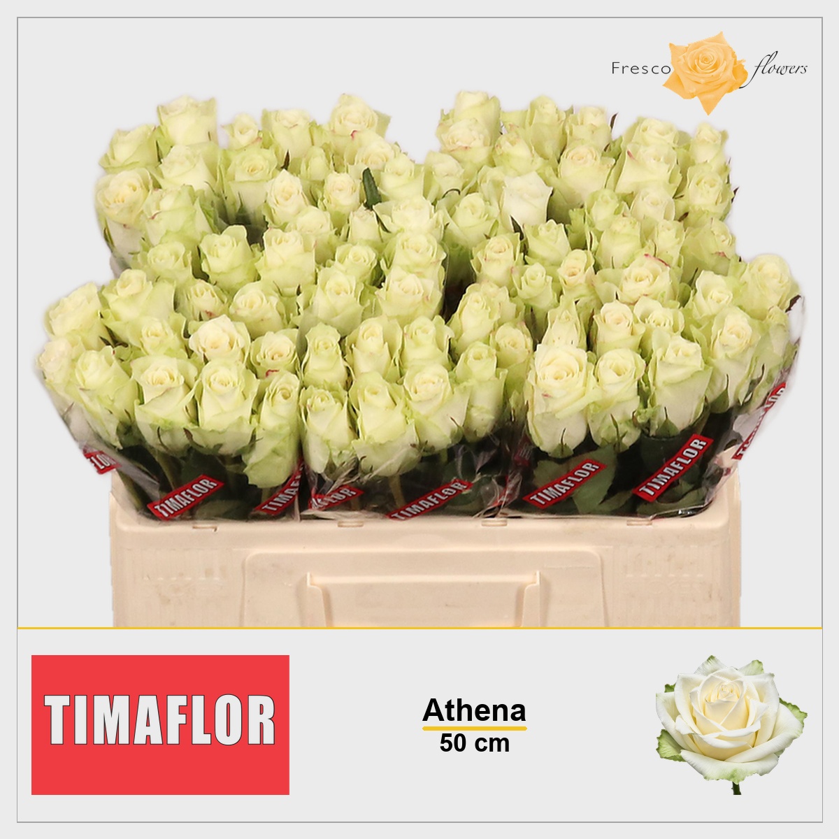 Rosa Athena 50cm