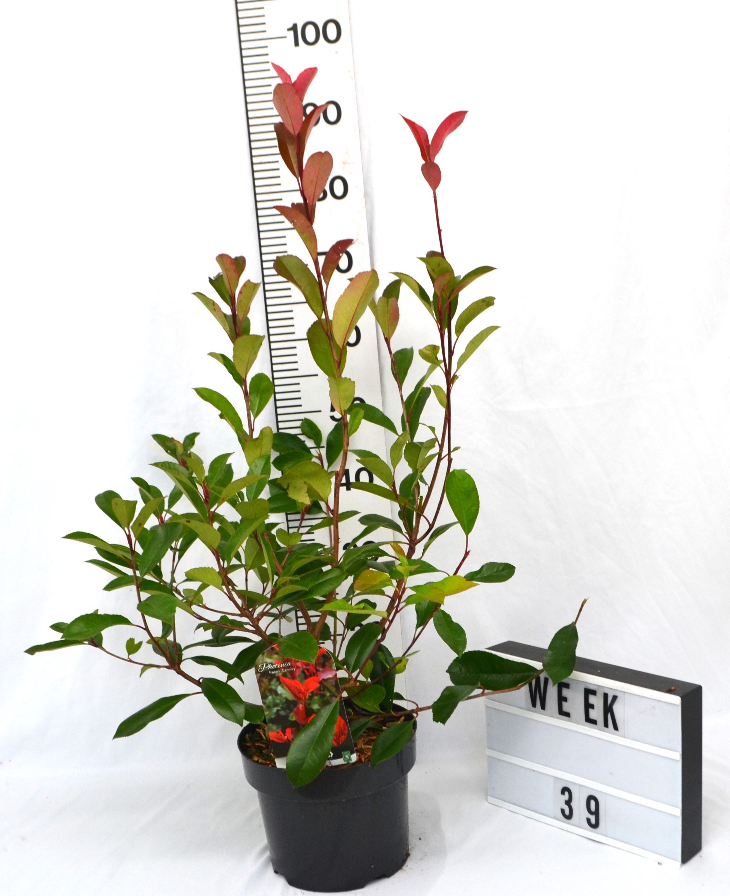Photinia fraseri 'Camilvy'