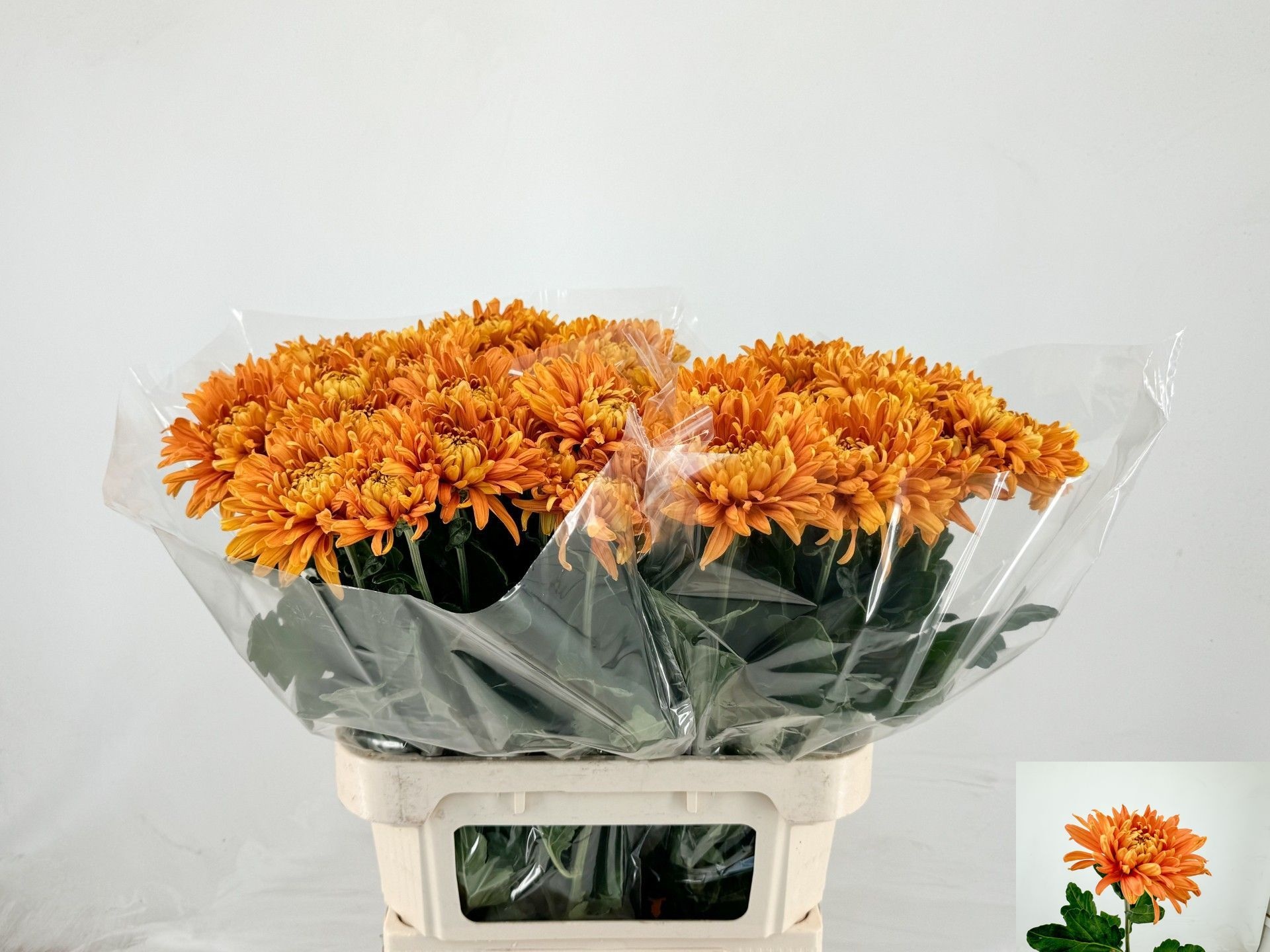 Chrys Single Astro 80cm 80gram