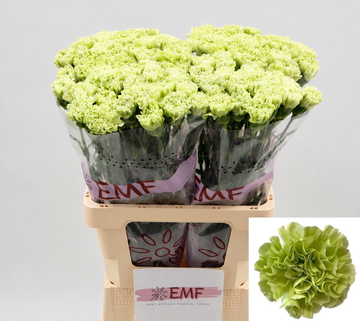 Dianthus St Allesandria 60cm