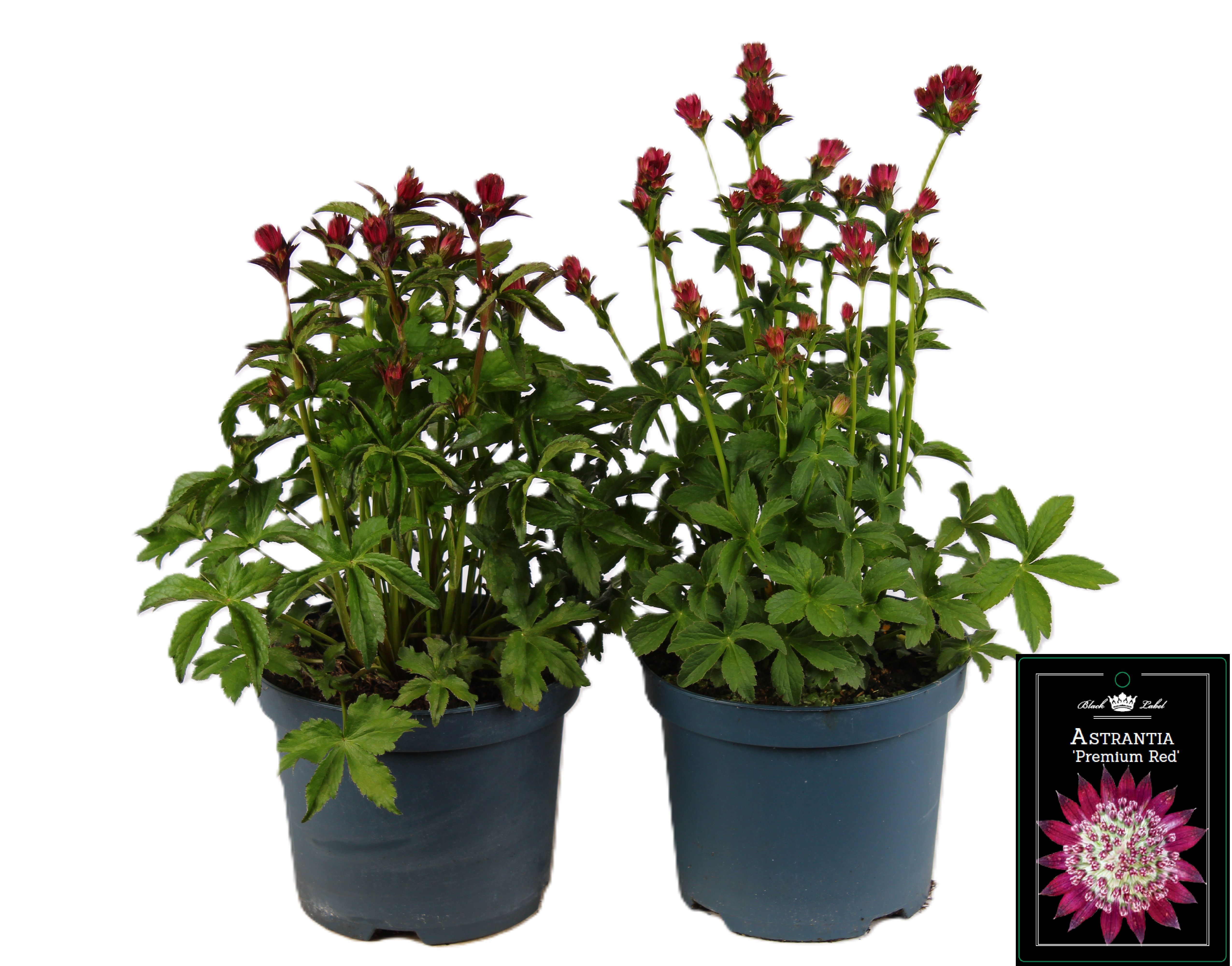 Picture of Astrantia premium mixed-shelf