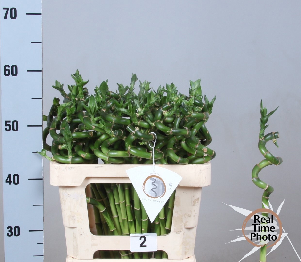Drac S Lucky Bamboo