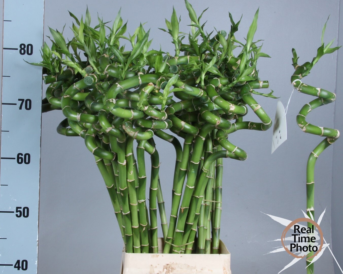 Drac S Lucky Bamboo