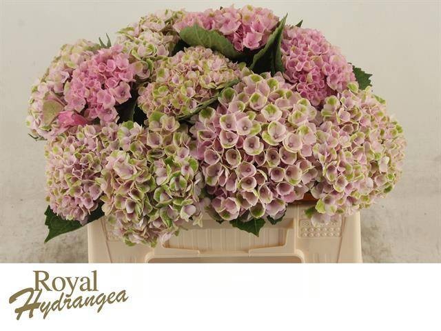 Hydrangea Revolution Pink 50cm 13Ø