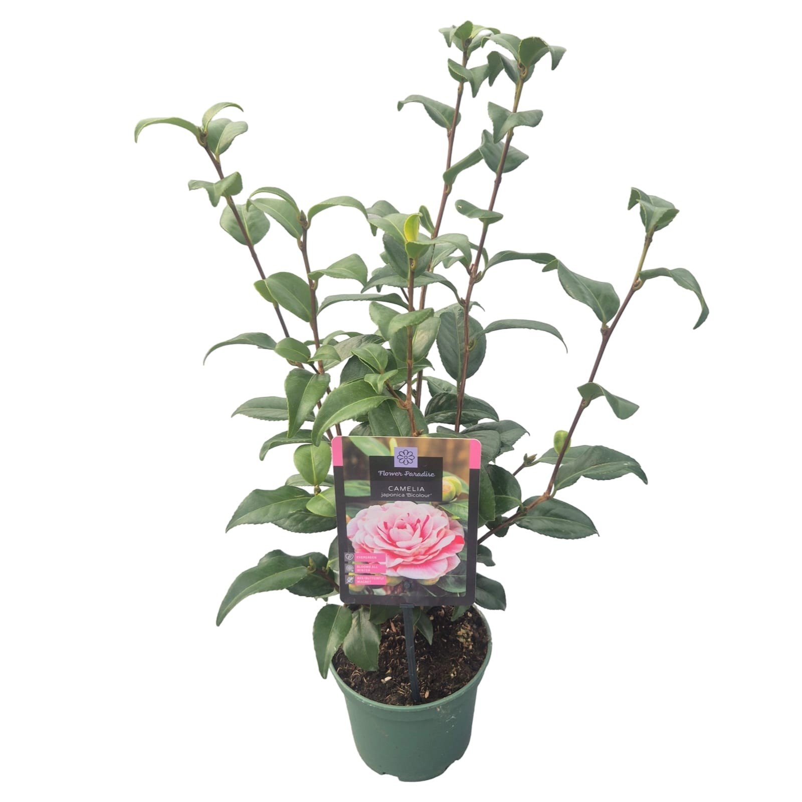 Camellia jap. 'Bicolour'