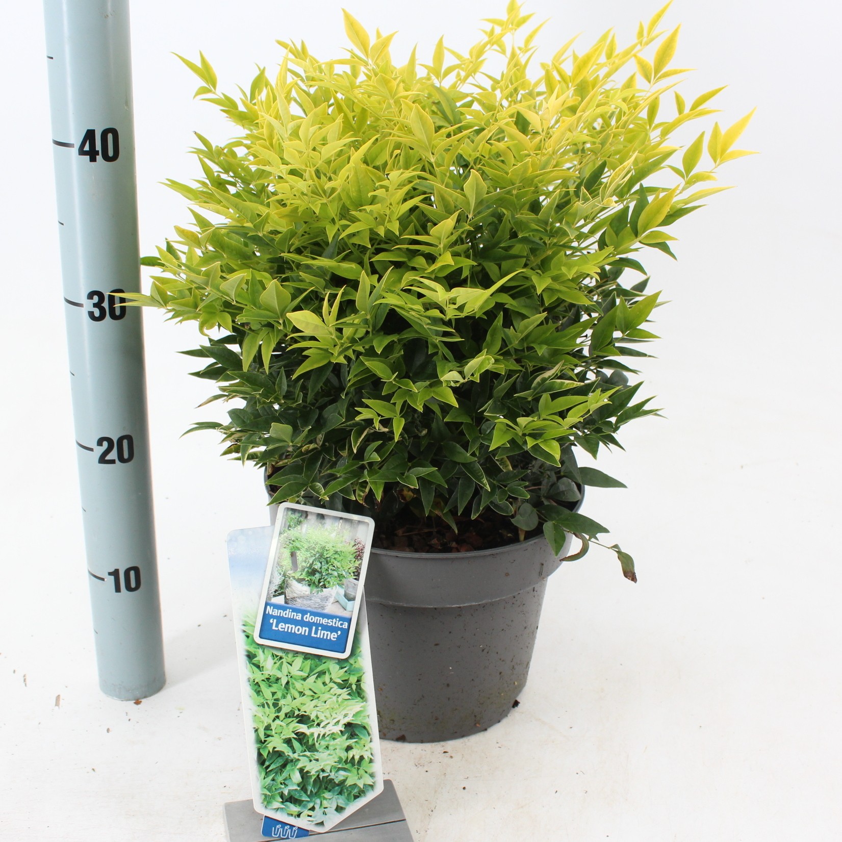 Picture of Nandina dom. Lemon & Lime P23 (5 Ltr) (LOOSE)