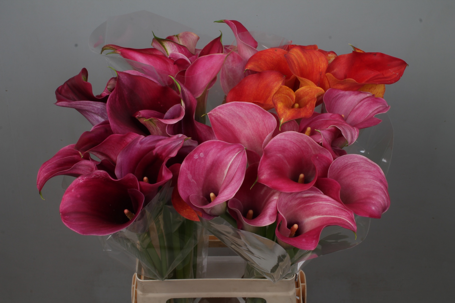Calla Assorted 70cm