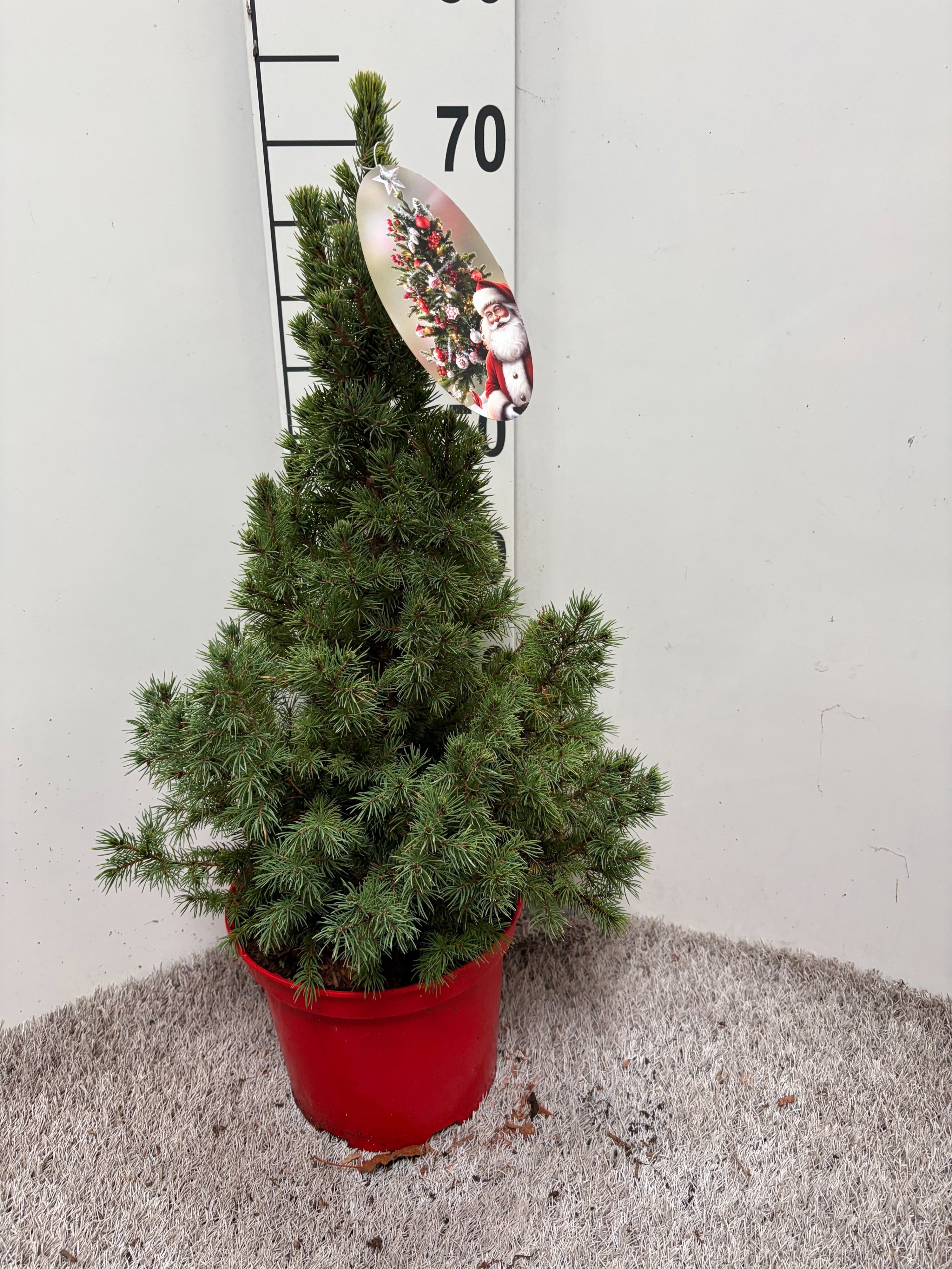 Picea Gl Conica 23P 70H