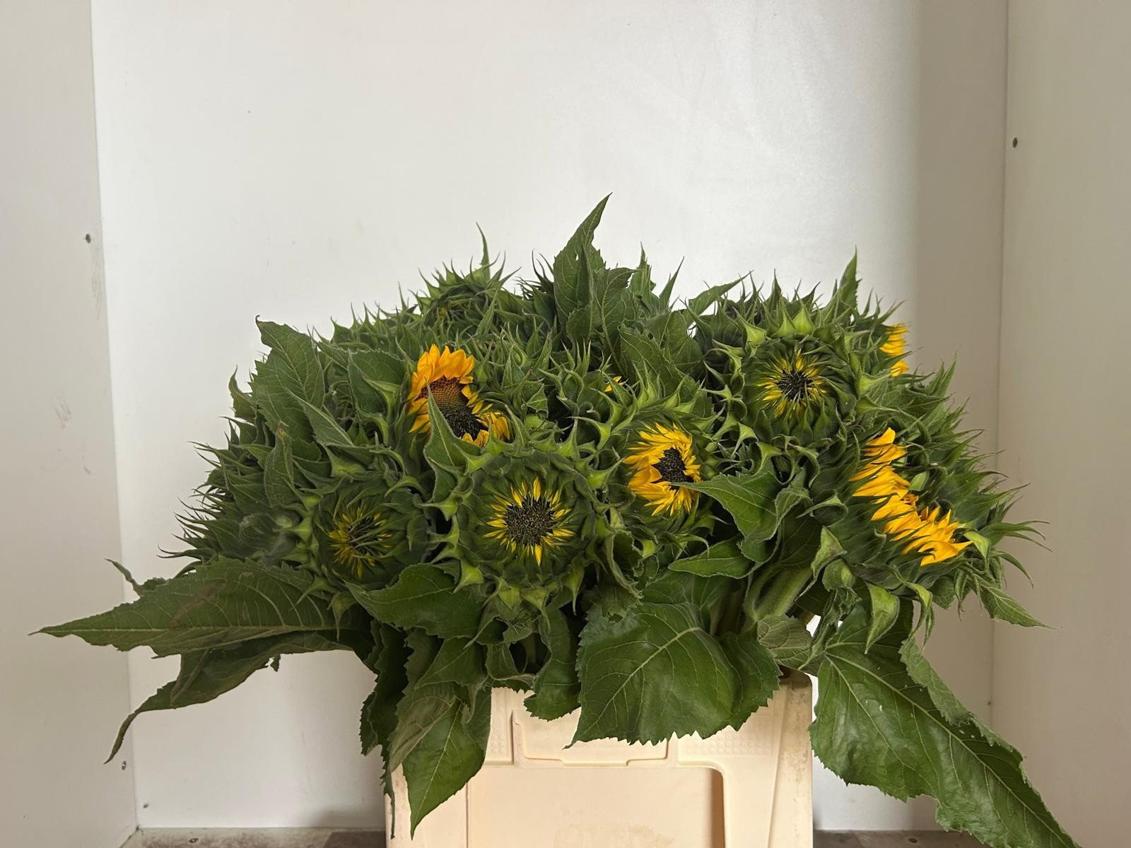 Helianthus Sunrich Or 60cm 7Ø