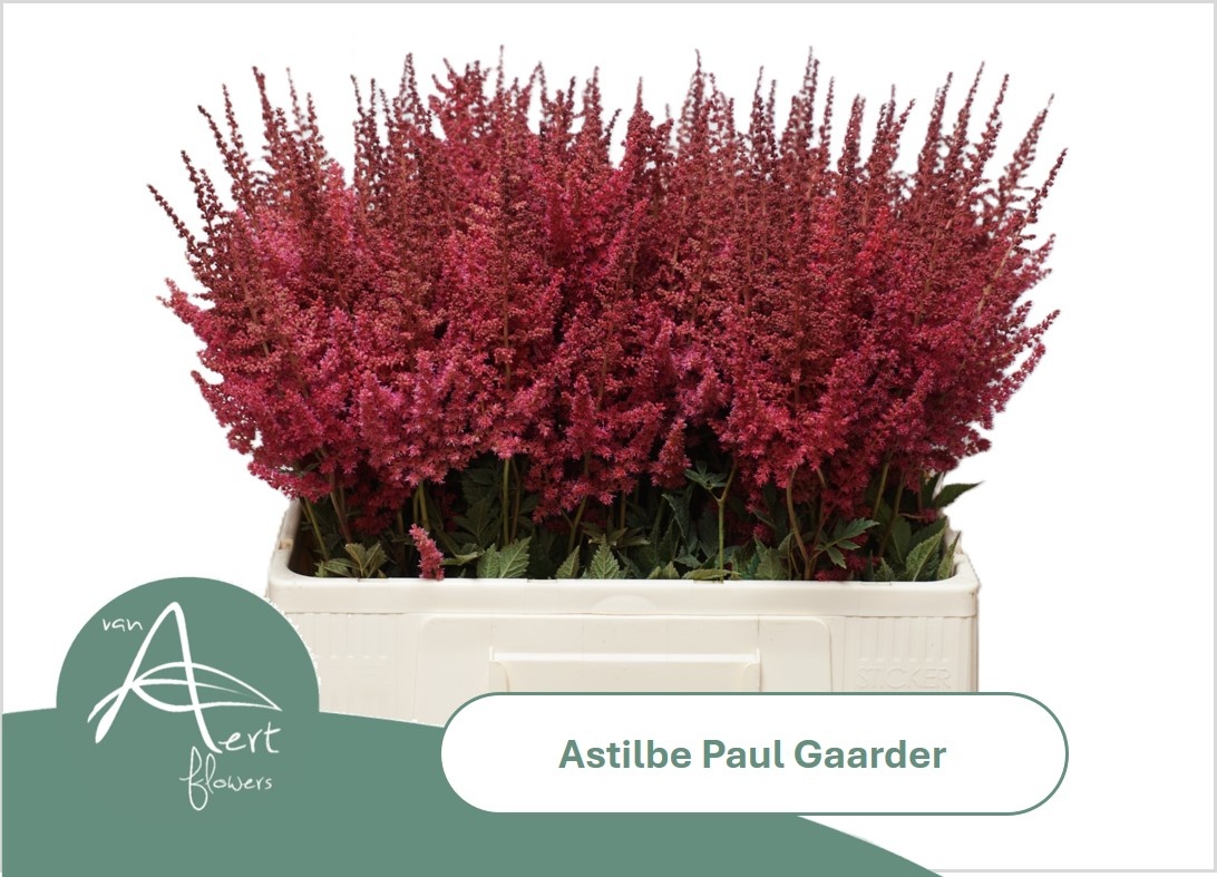 Astil Ar Paul Gaarde
