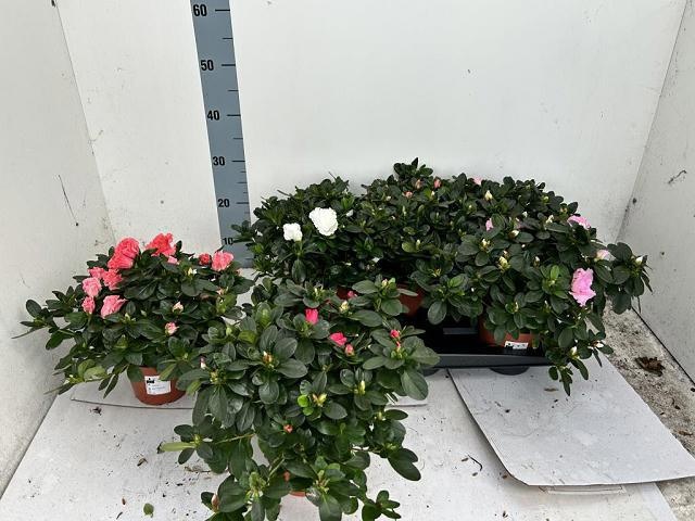 Rhodo Si Vogel Gem 14P 20H 32Ø Cm 12bloei