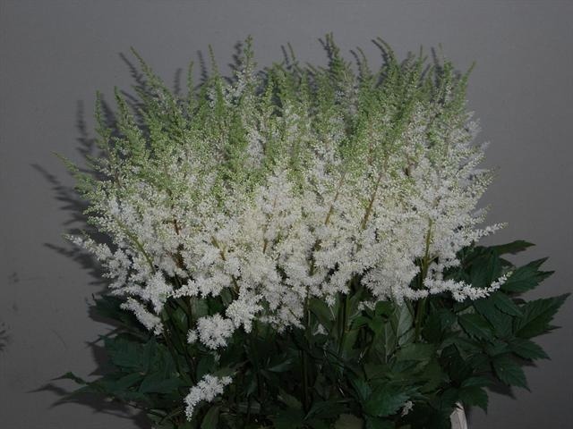 Astilbe Diamant 60cm