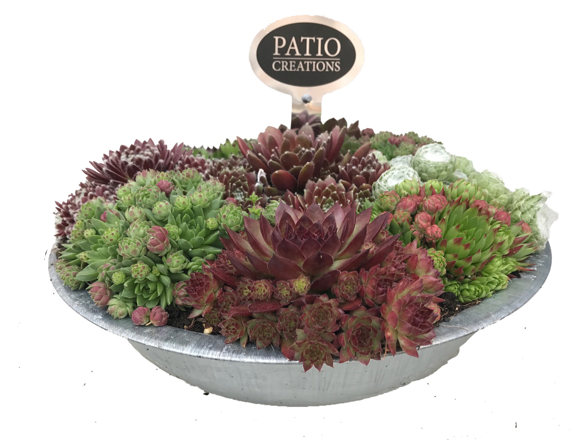 Sempervivum SE602 Sempervivum zinken schaal