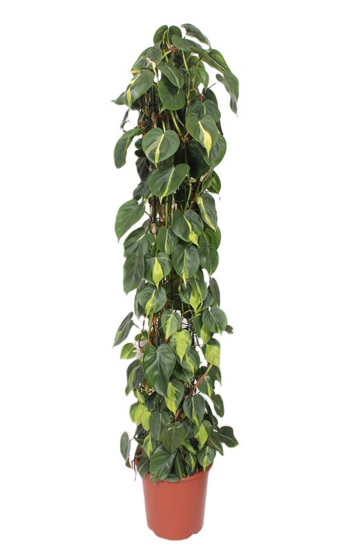 Picture of Philodendron Scandens Brasil P27 160CM (LOOSE)