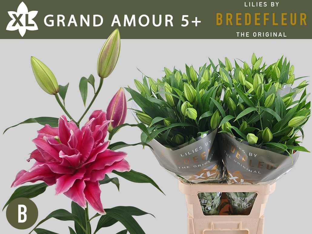 Li Or Grand Amour
