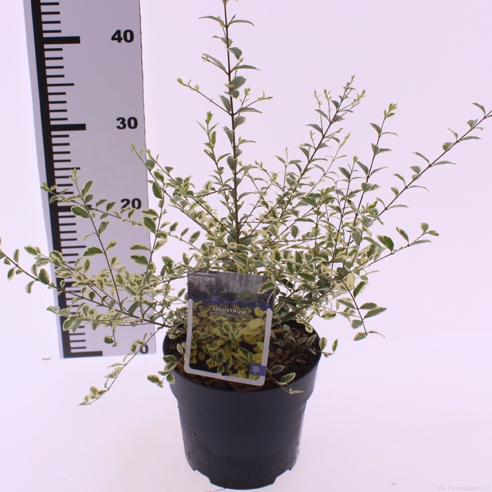 Picture of Ligustrum ibota 'Musli'