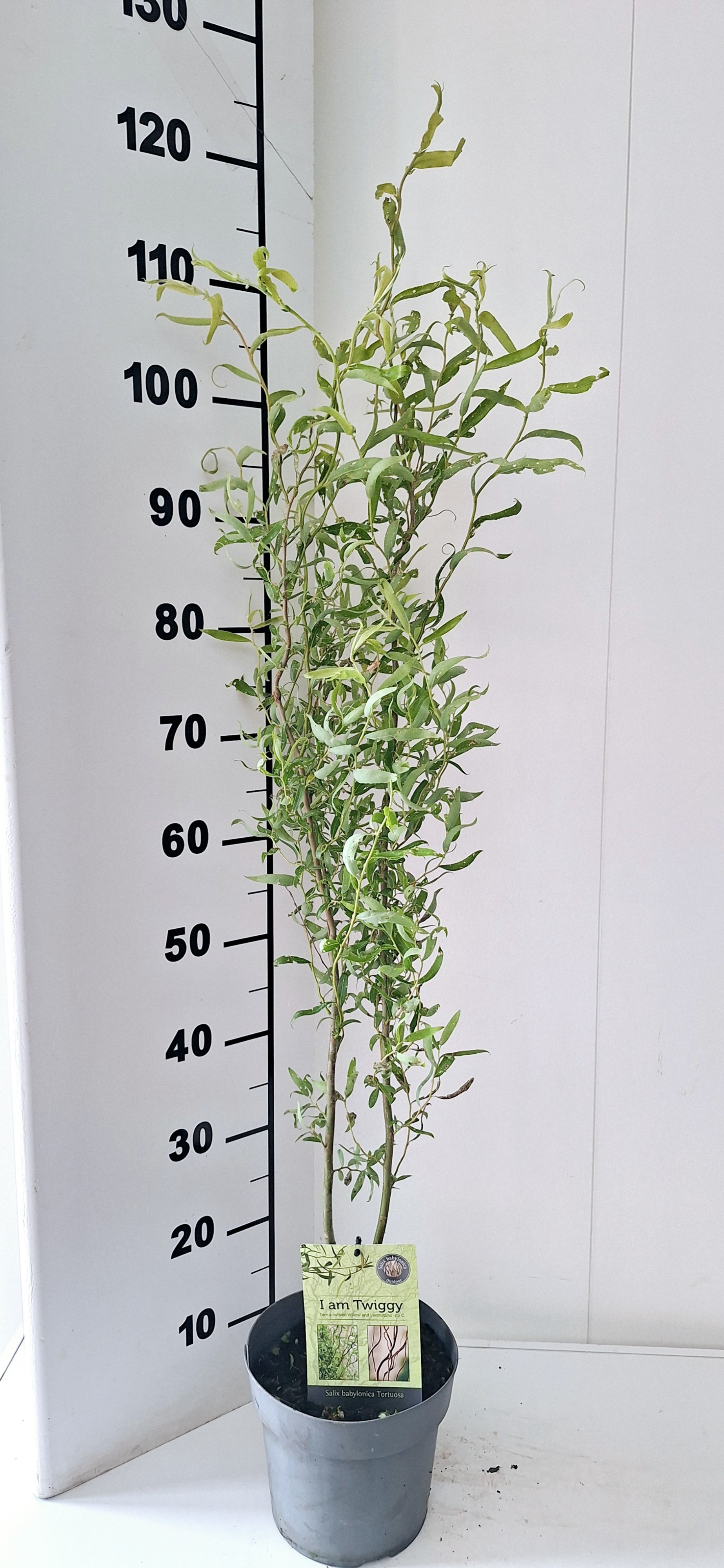 Picture of Salix Babylonica Tortuosa bush 19