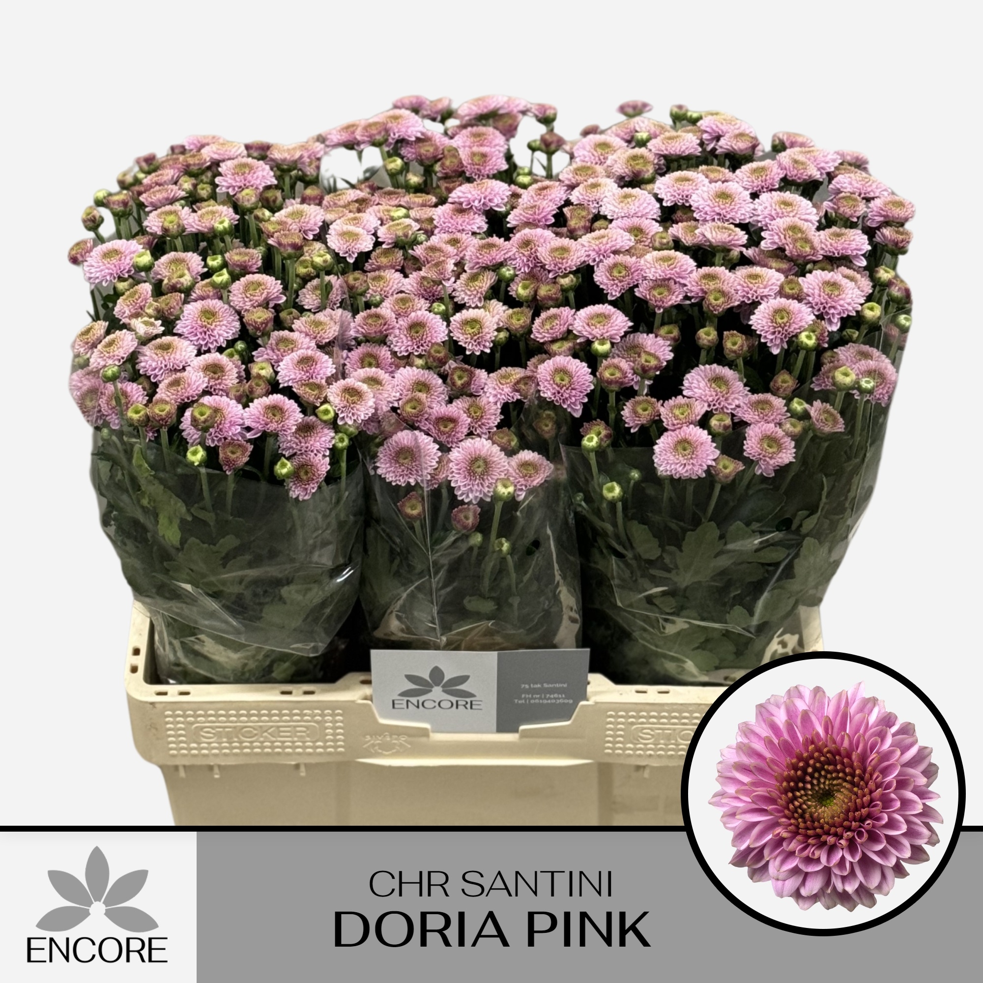 Chrys Santini Doria Pink 55cm 800Ø