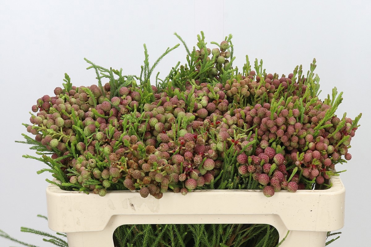Berzelia Lanuginosa Bunch 50cm