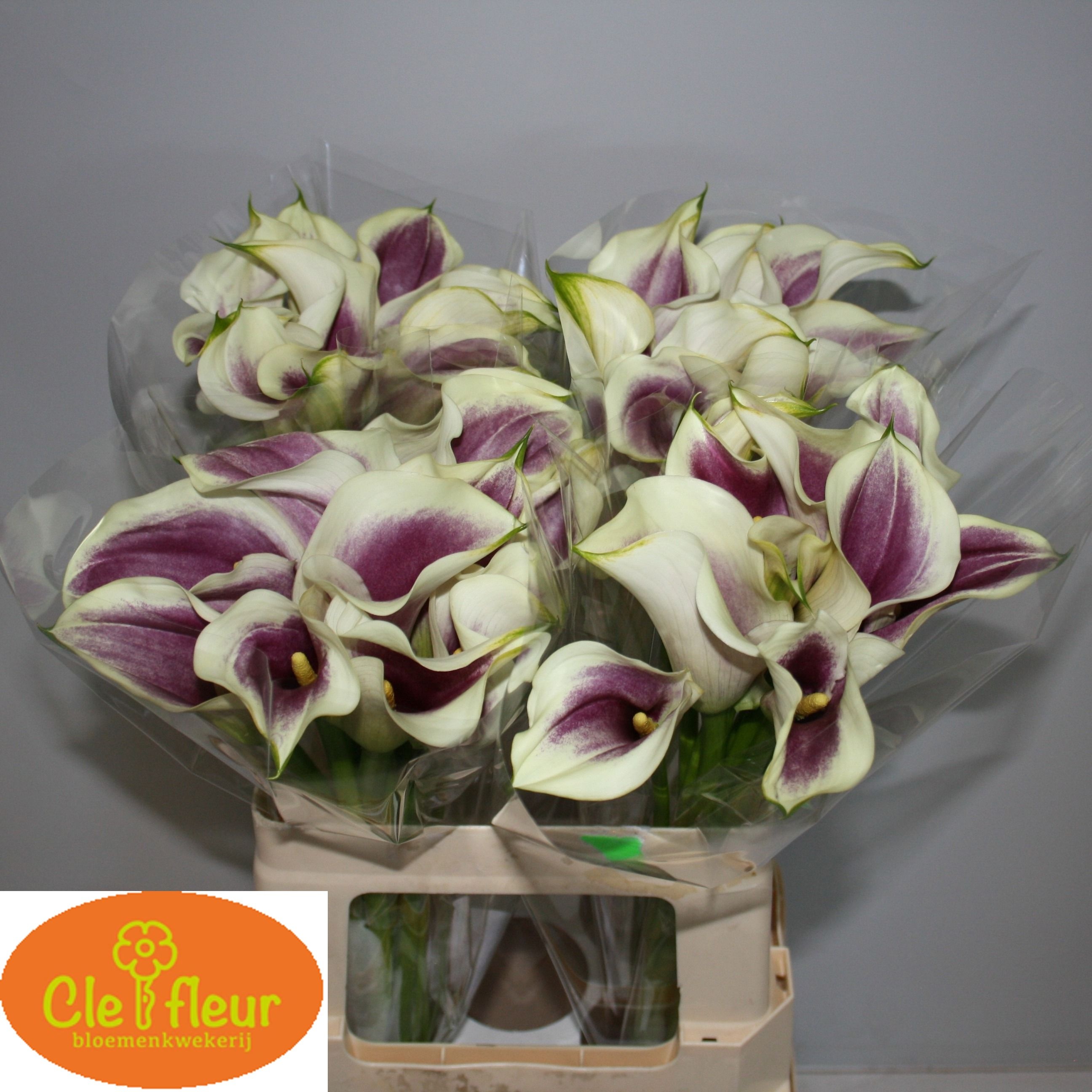 Calla Picasso 60cm