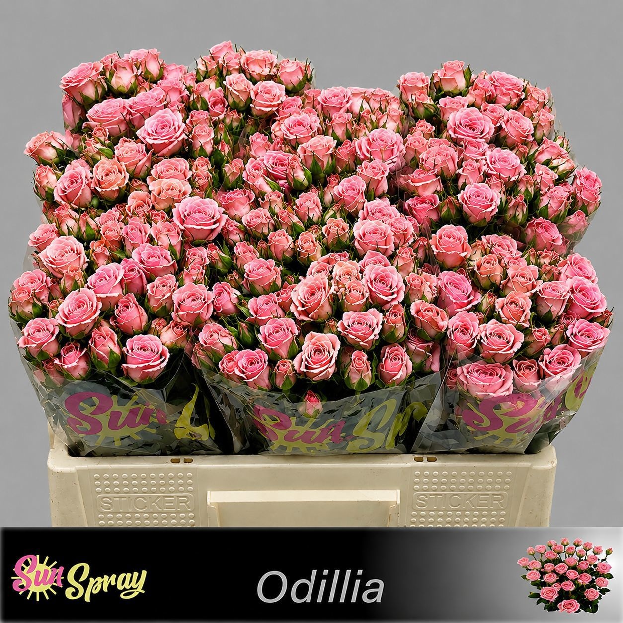 Rosa Spr Odilia 50cm