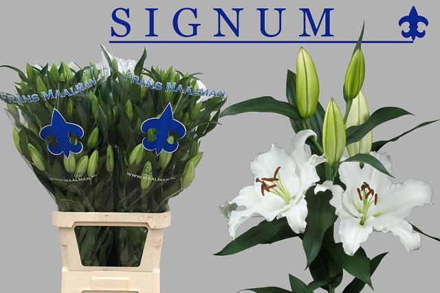 Lilium Or Signum 100cm 4/6bl