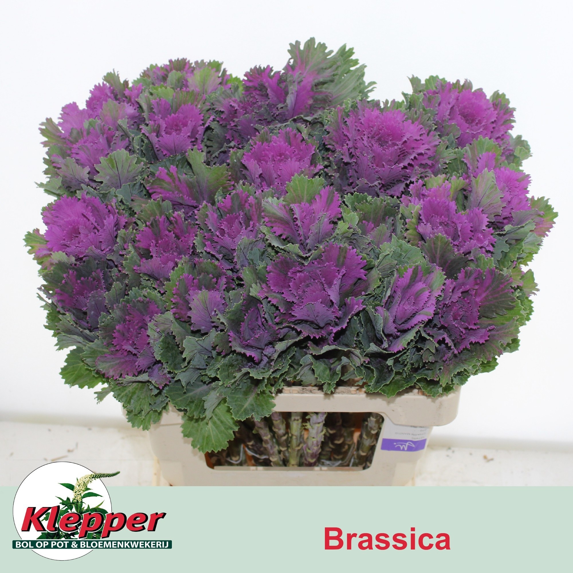 Brassica Altair 60cm