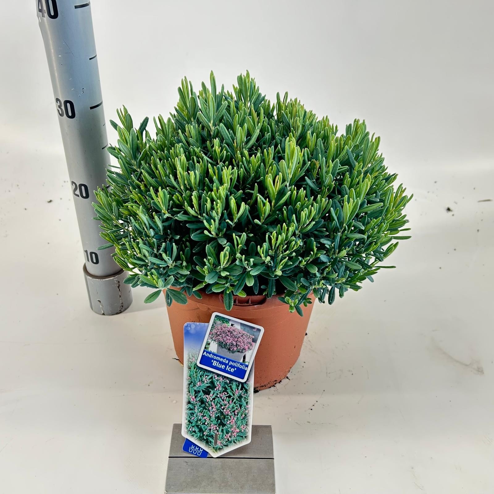 Picture of Andromeda polifolia 'Blue Ice'
