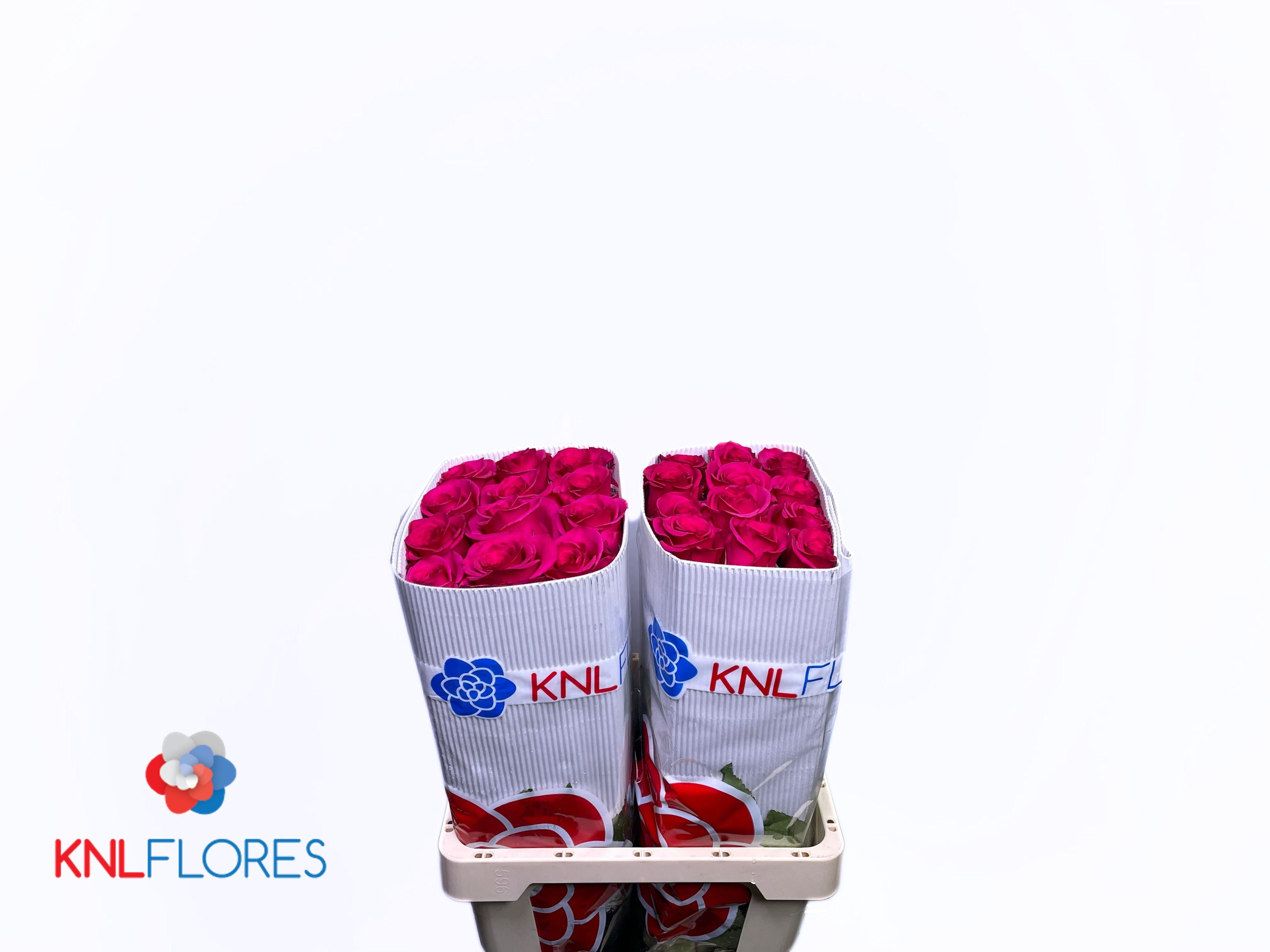 Rosa 60cm
