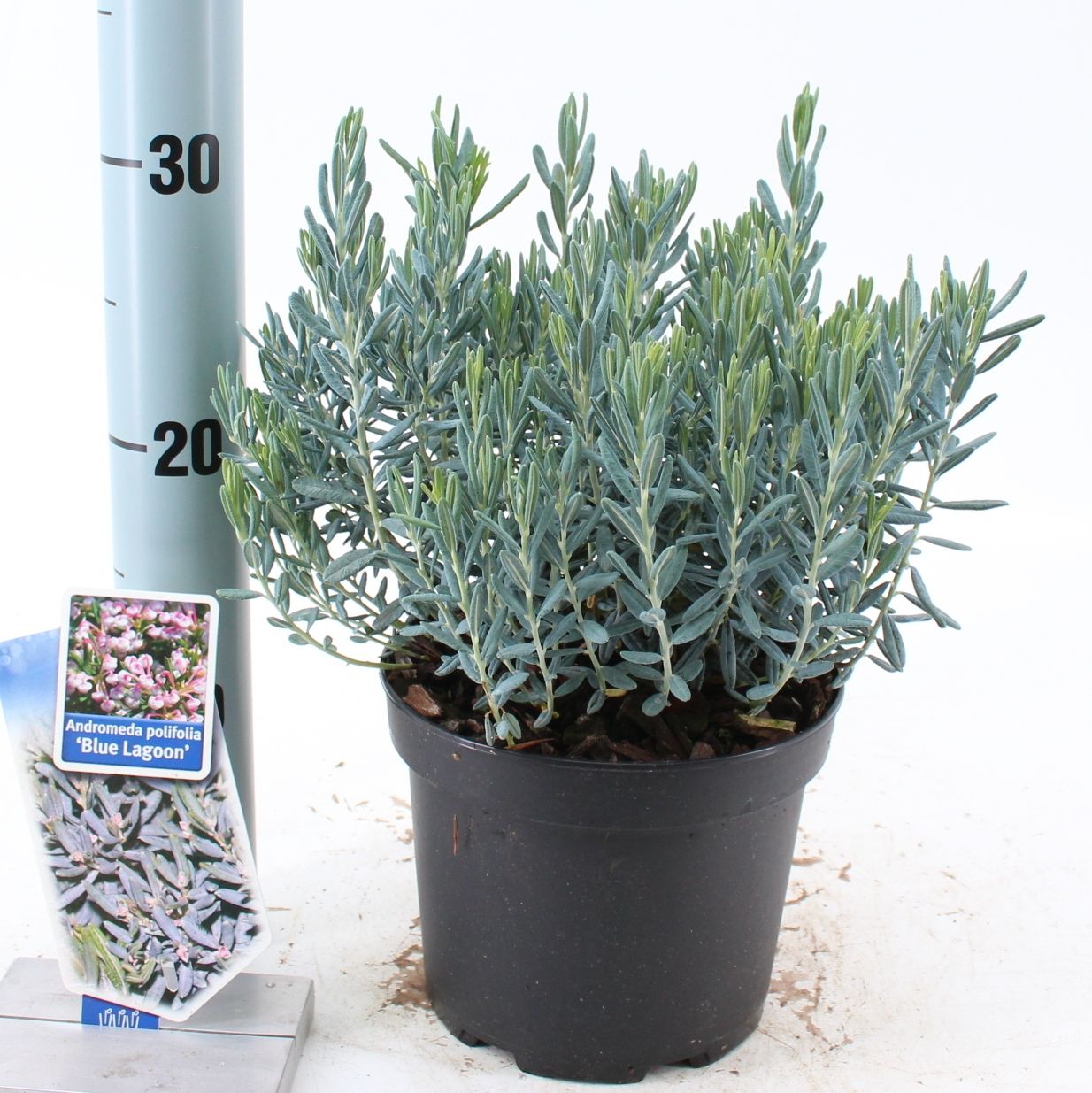 Picture of Andromeda polifolia 'Blue Lagoon'
