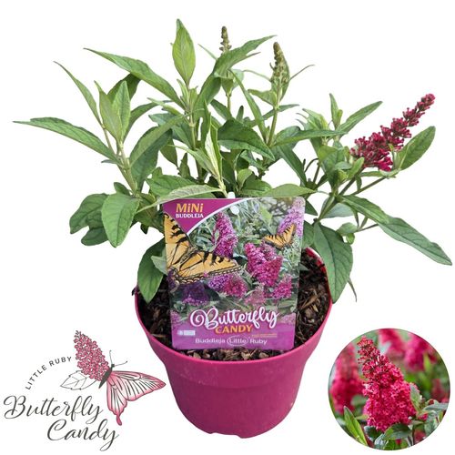 Buddleja d. 'Little Ruby ' ® p19 Peijl