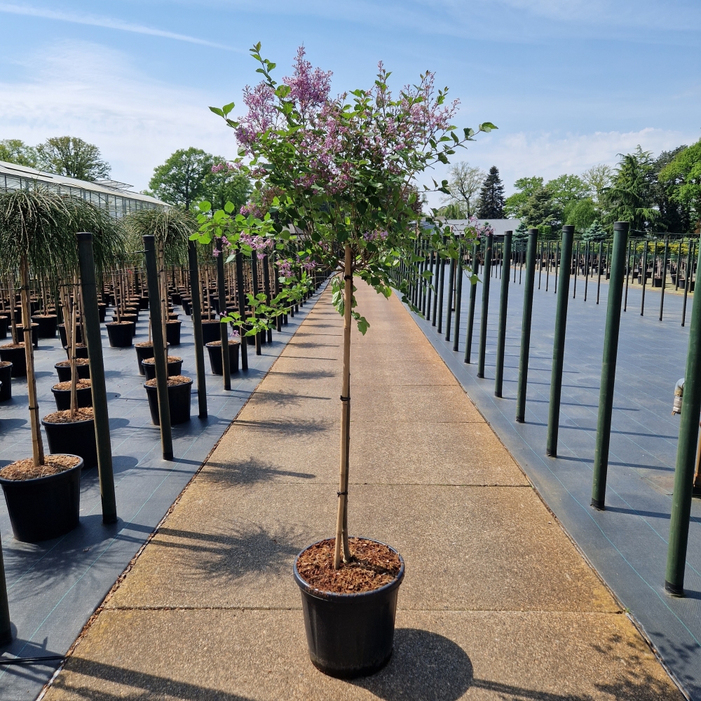 Picture of Syringa meyeri Palibin C20 80/STD (LOOSE)