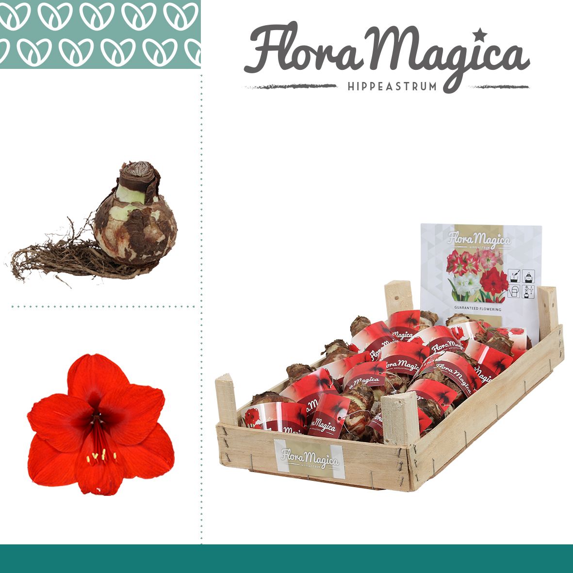 Amaryllis Bulb Red in Wooden Crate